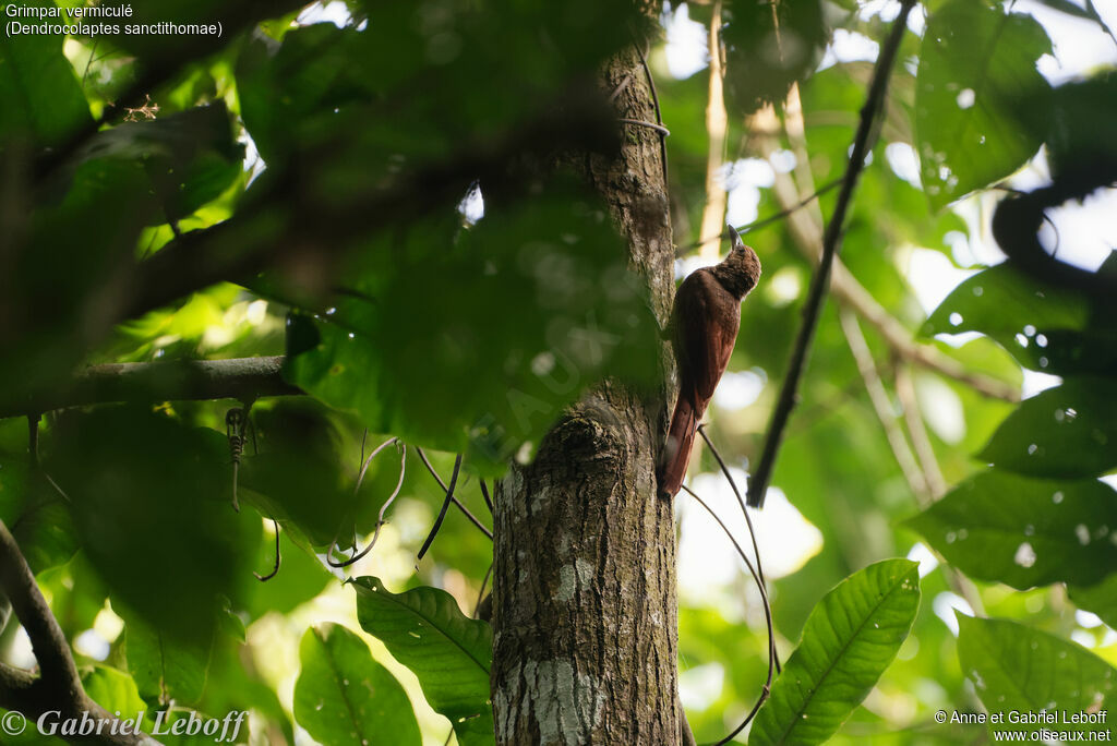 Northern Barred Woodcreeper