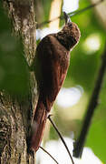 Northern Barred Woodcreeper