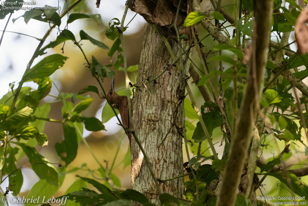 Northern Barred Woodcreeper