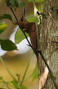 Northern Barred Woodcreeper