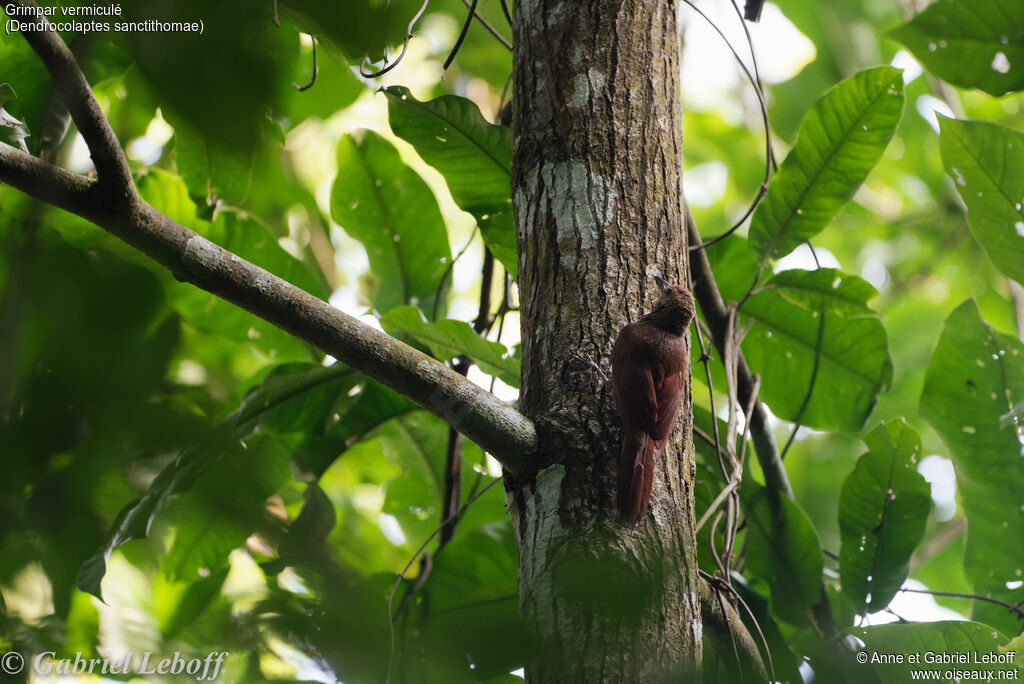 Northern Barred Woodcreeper