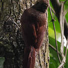Grimpar vermiculé