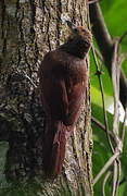 Northern Barred Woodcreeper