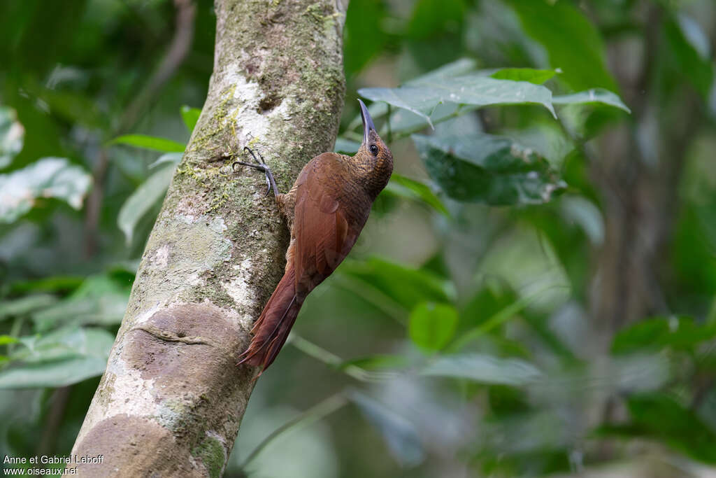 Northern Barred Woodcreeper, habitat, pigmentation