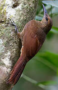 Northern Barred Woodcreeper