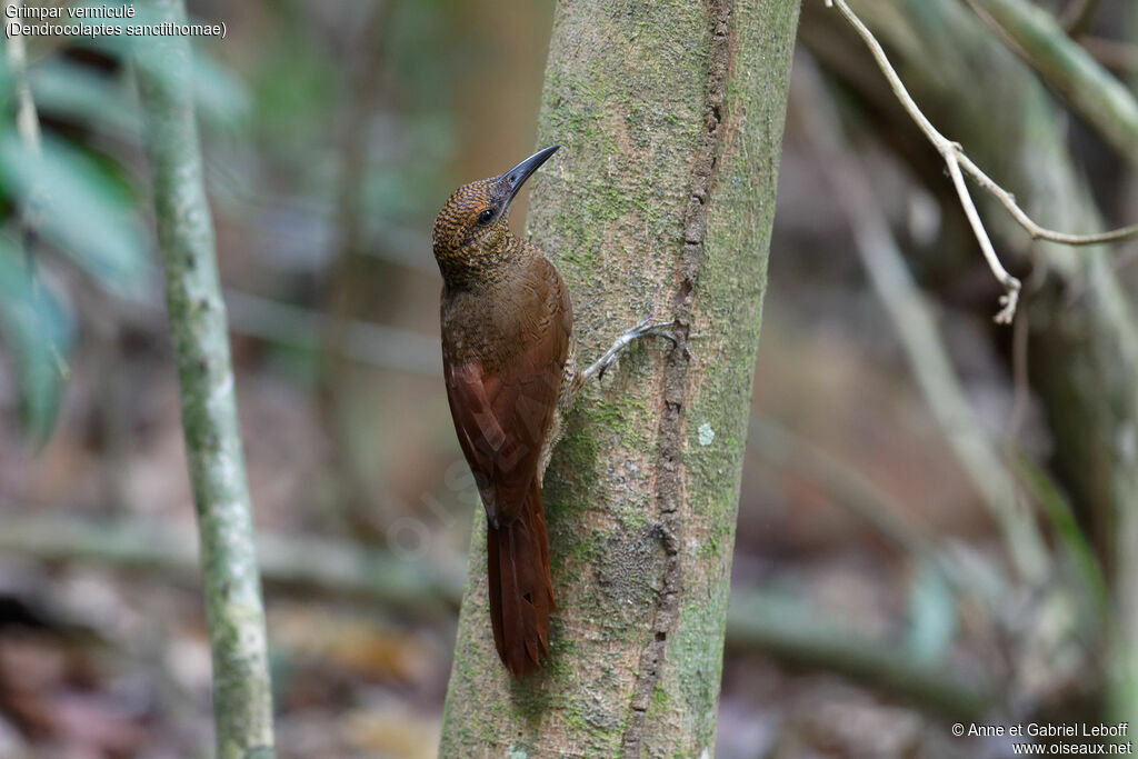 Northern Barred Woodcreeper