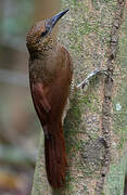 Northern Barred Woodcreeper