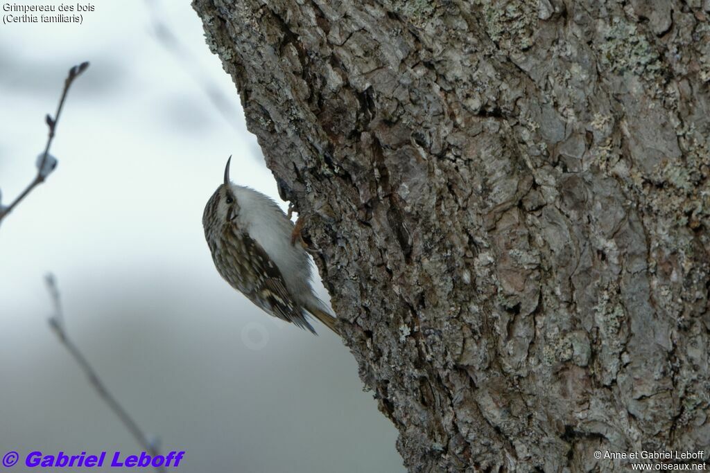 Grimpereau des bois