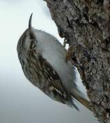 Eurasian Treecreeper