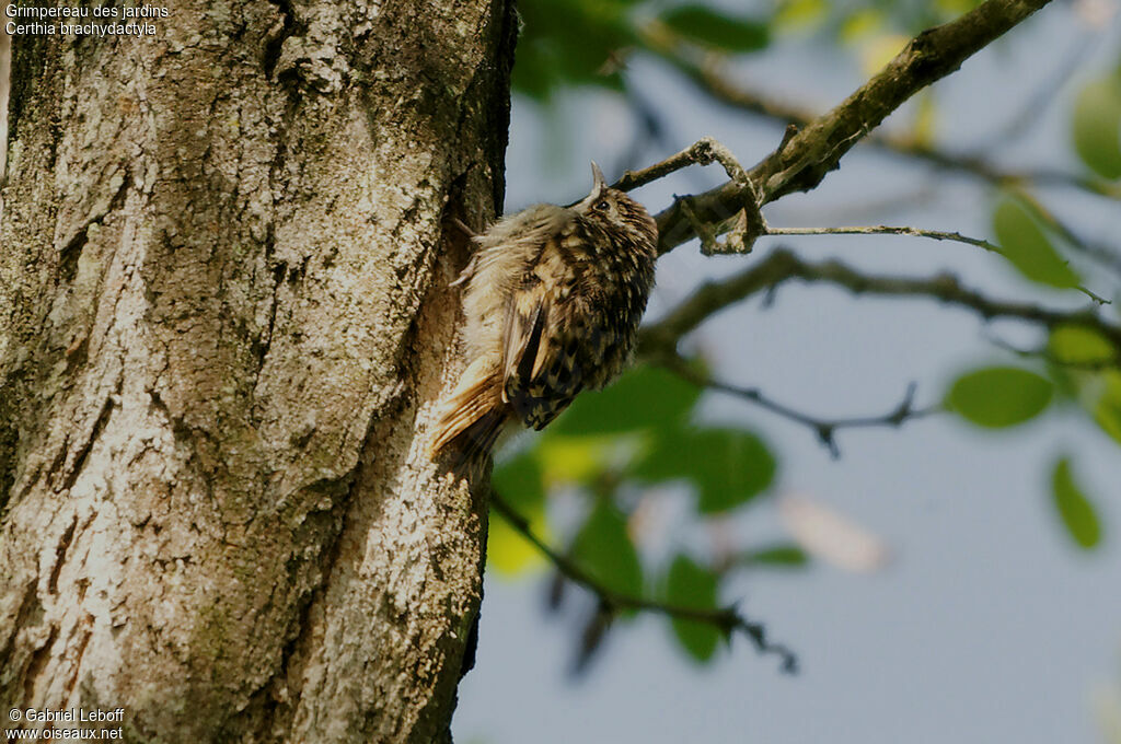 Short-toed Treecreeper