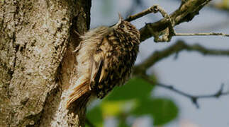 Short-toed Treecreeper