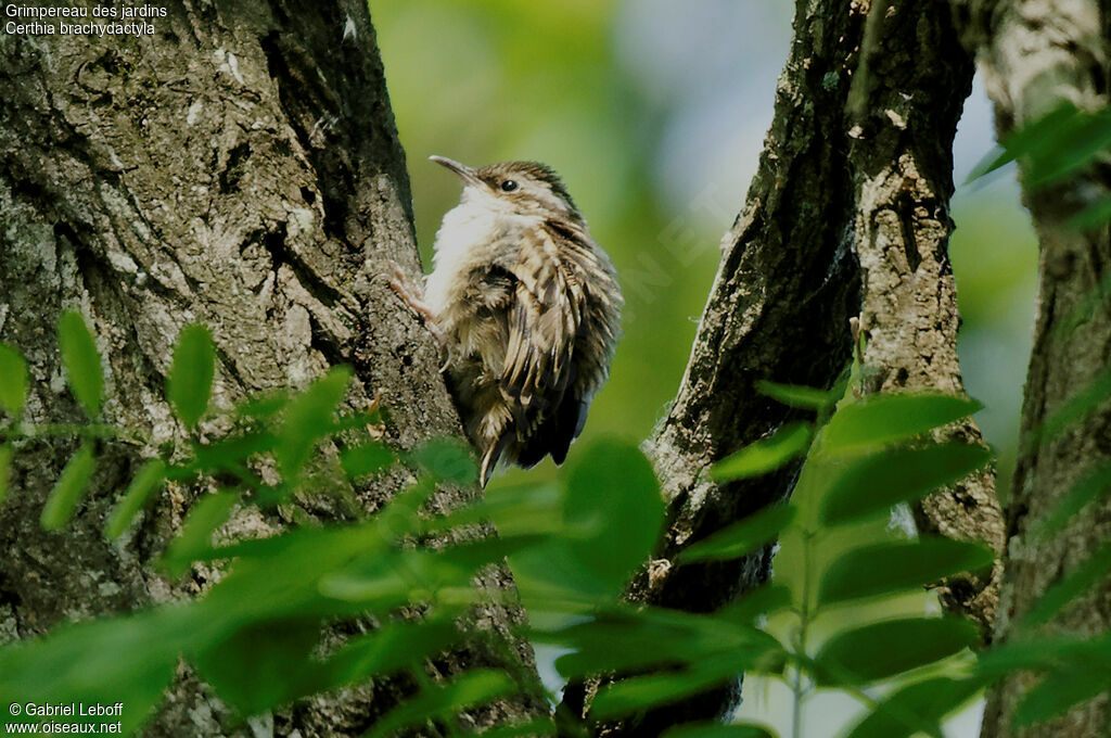 Short-toed Treecreeper