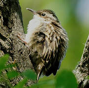 Short-toed Treecreeper