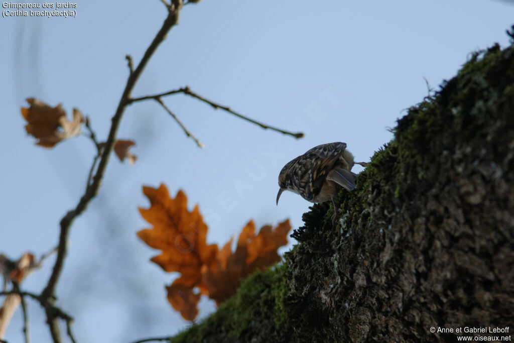 Short-toed Treecreeper