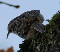 Short-toed Treecreeper