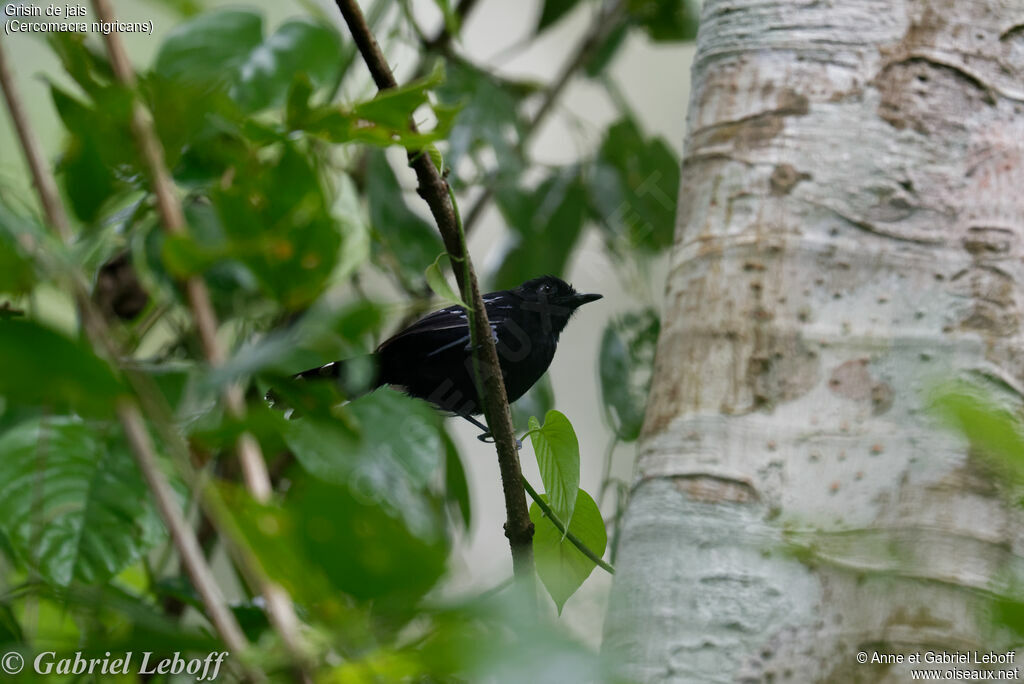 Jet Antbird male