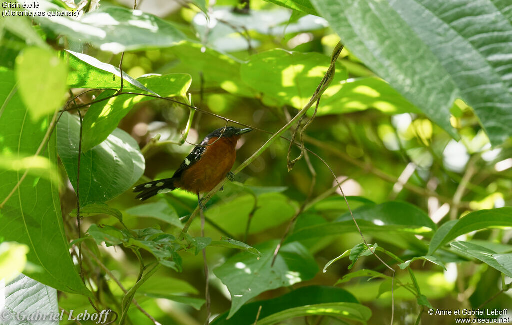 Dot-winged Antwren female adult