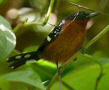 Dot-winged Antwren