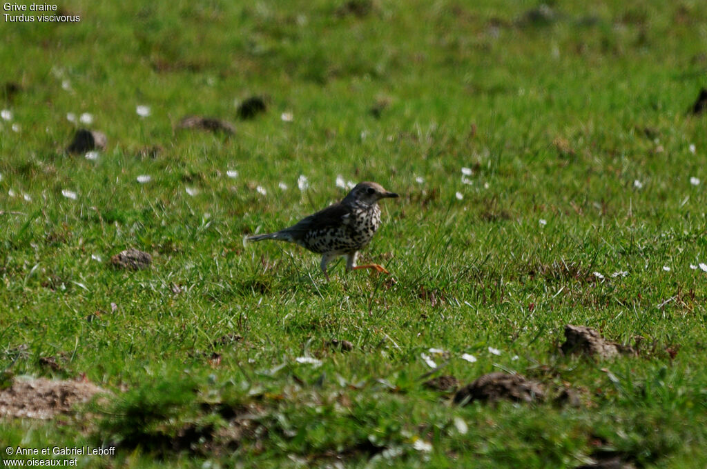 Mistle Thrush