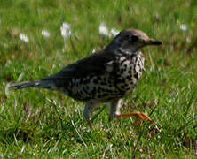 Mistle Thrush