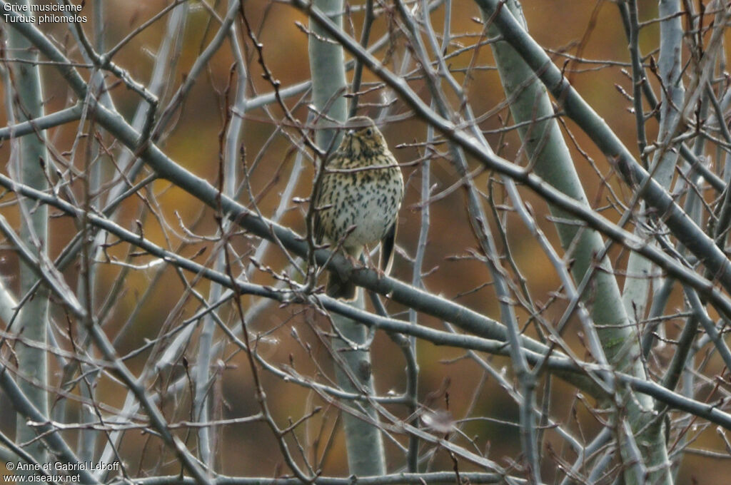 Song Thrush