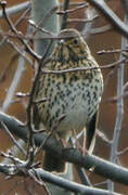 Song Thrush