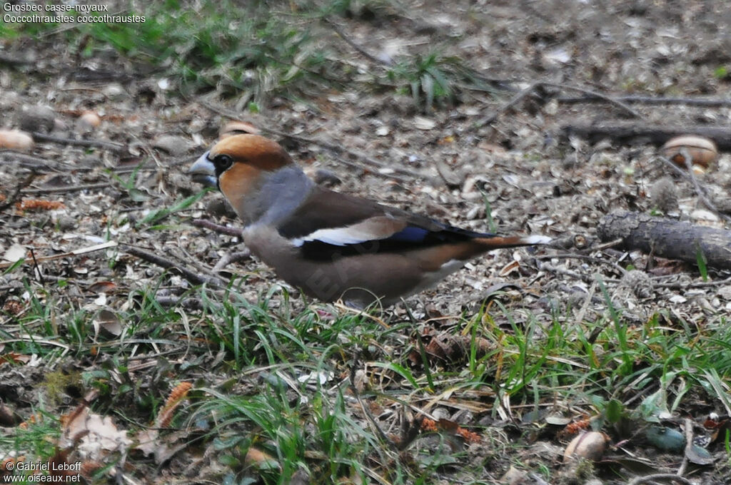 Hawfinch