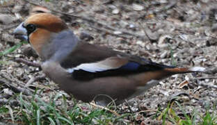 Hawfinch