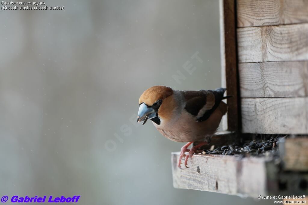 Hawfinch male