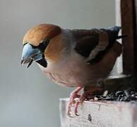 Hawfinch