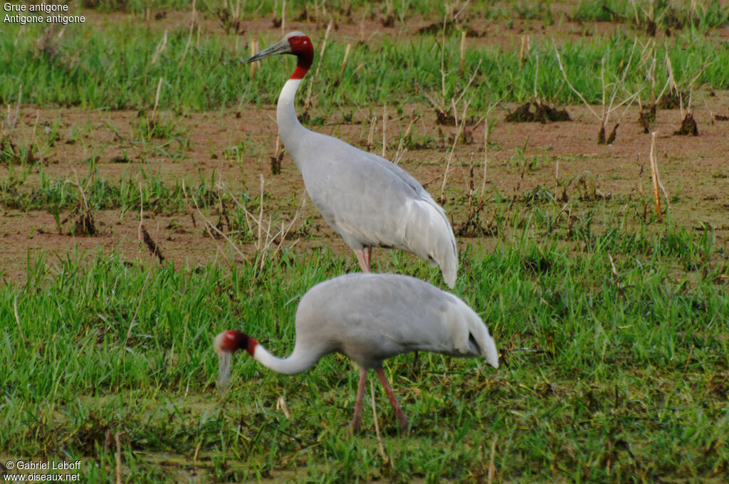 Sarus Crane