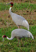 Sarus Crane