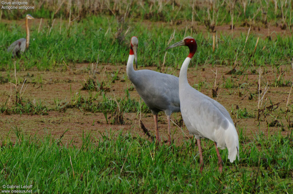 Sarus Craneadult