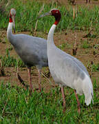 Sarus Crane