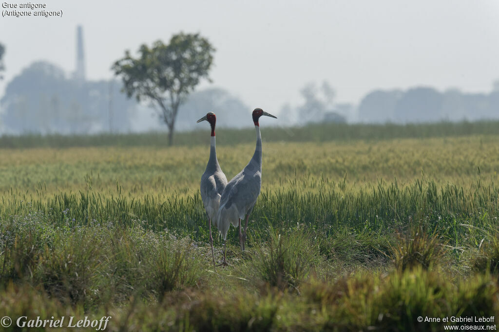 Sarus Craneadult