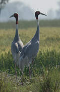 Sarus Crane