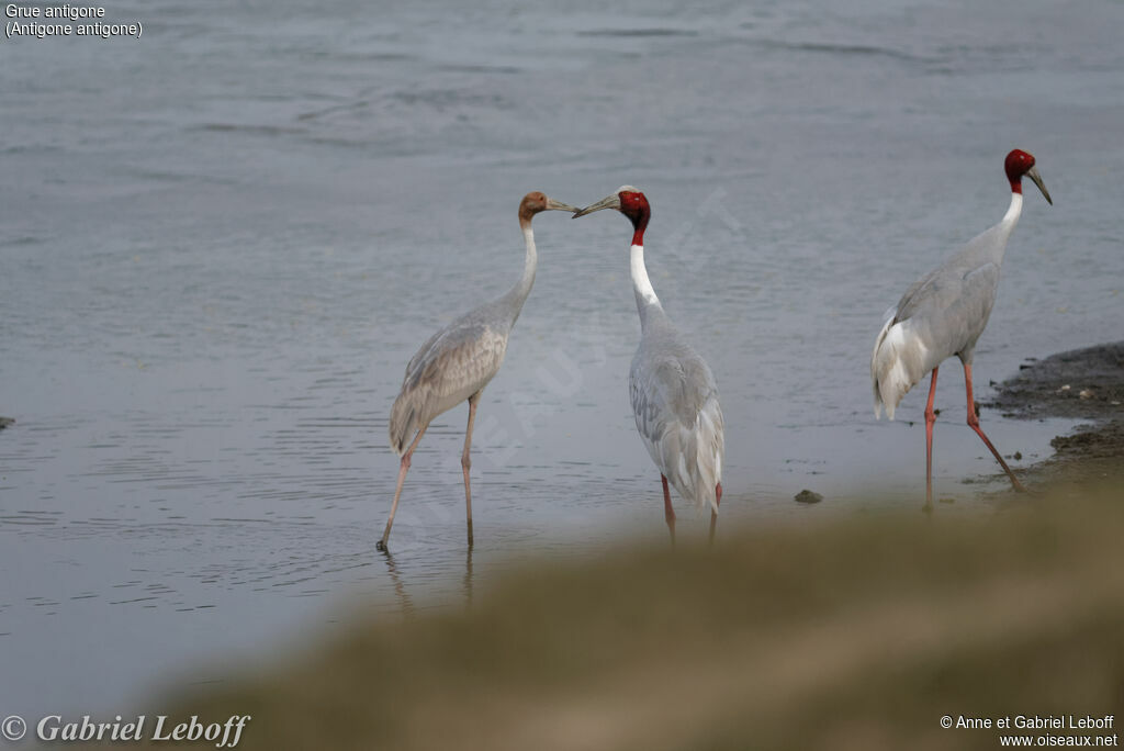 Sarus Crane