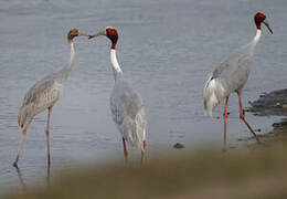 Sarus Crane