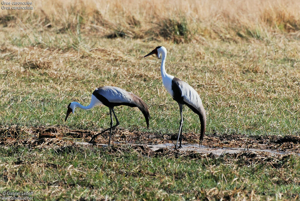 Wattled Crane