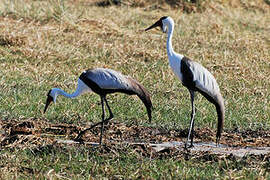 Wattled Crane