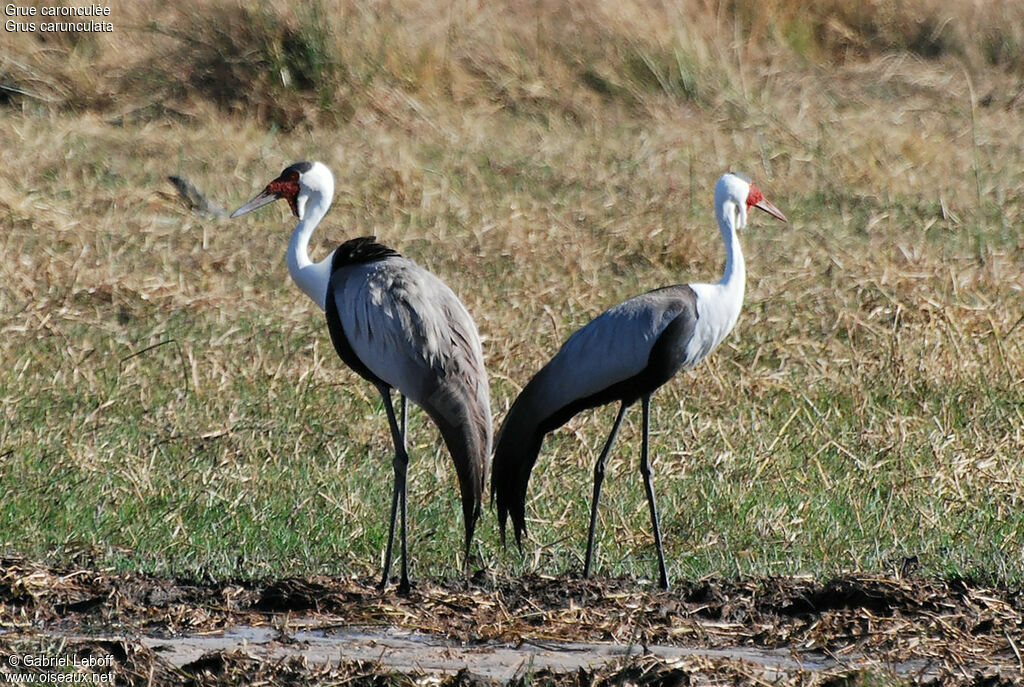 Wattled Crane