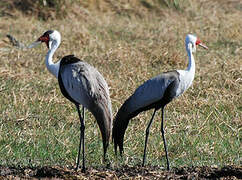 Wattled Crane