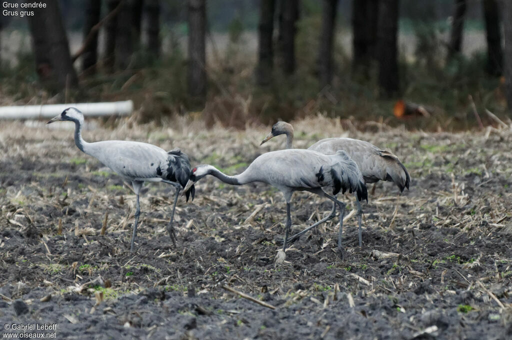 Common Crane