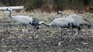 Common Crane