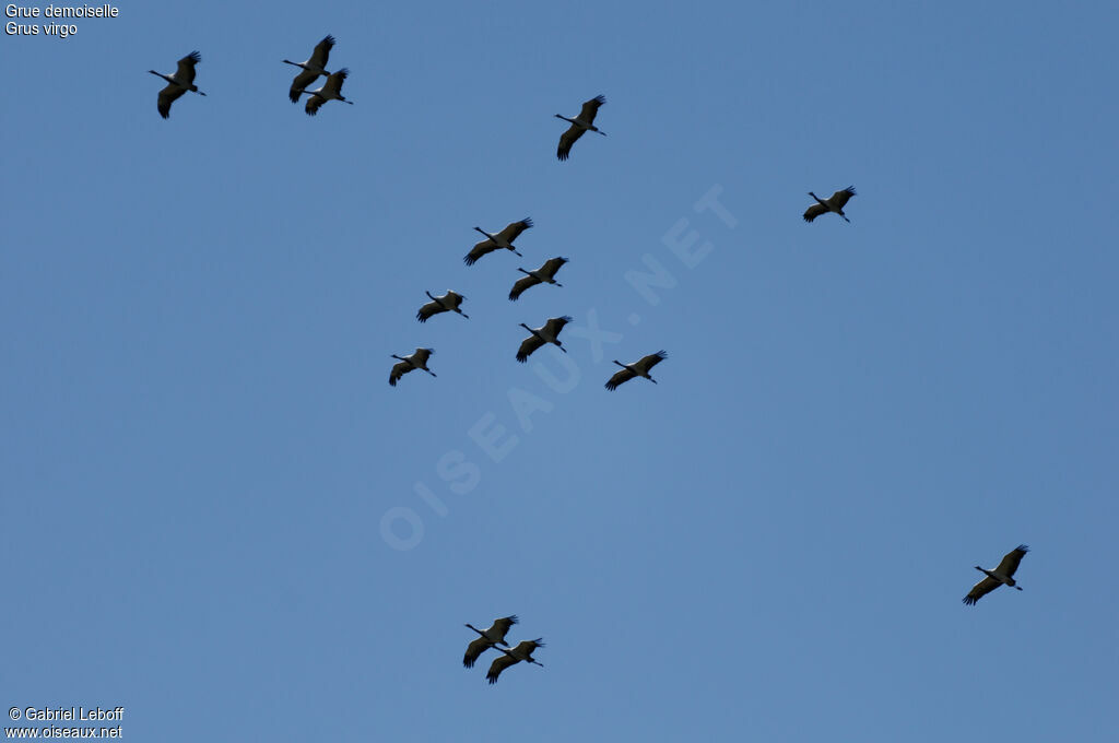 Demoiselle Crane