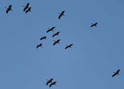 Demoiselle Crane