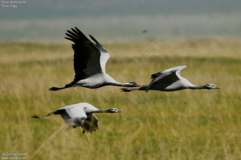 Demoiselle Crane