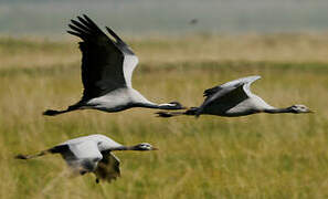 Demoiselle Crane