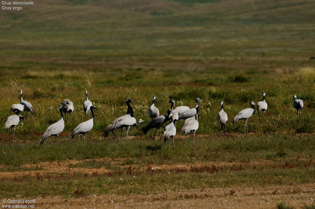 Demoiselle Crane