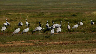 Demoiselle Crane